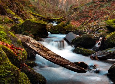 river in the middle of trees