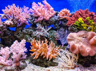 live corals