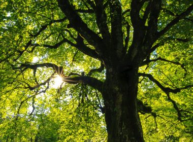 green-leafed tree at daytime