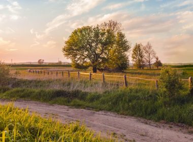 green grass field and trees