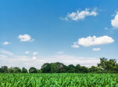 green leaf plants under blue sky during daytime