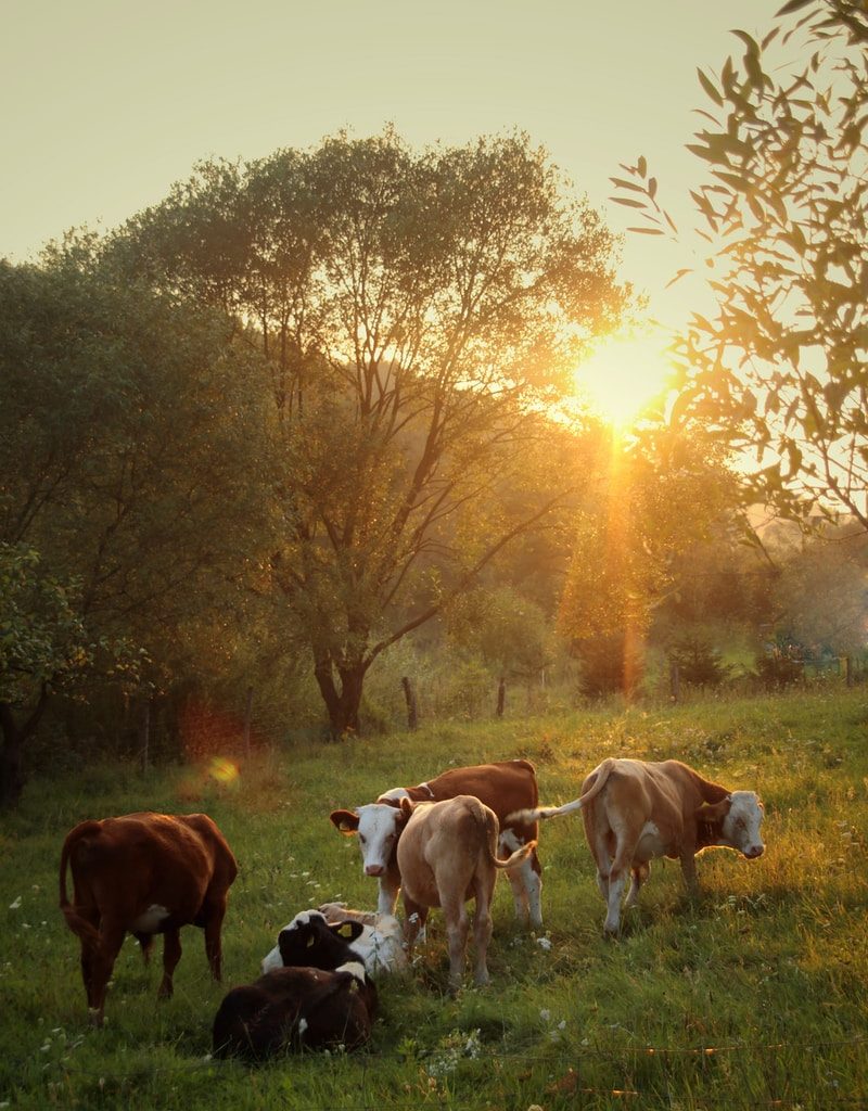 herd of cattle standing on green grass