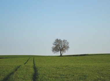 green grass field under blue sky