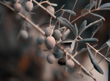 closeup photography of green leaf plant