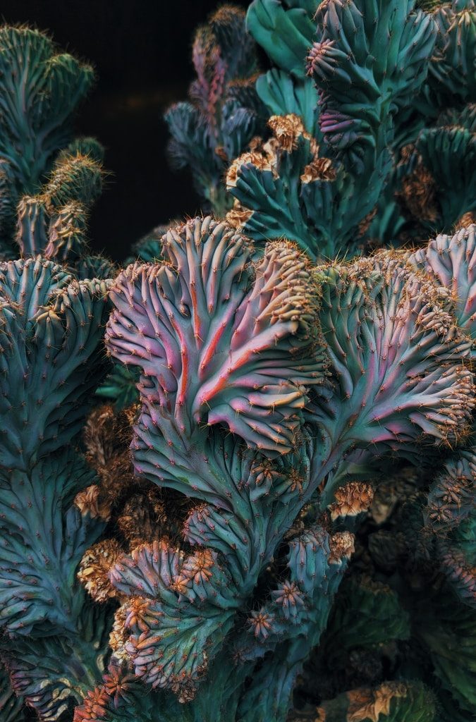 green and brown coral reef