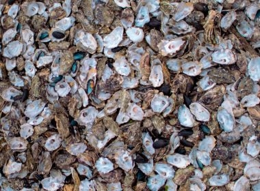 blue and brown leaves on floor