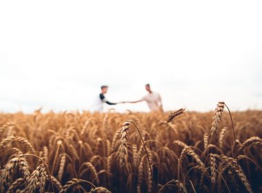 two persons standing on wheat field