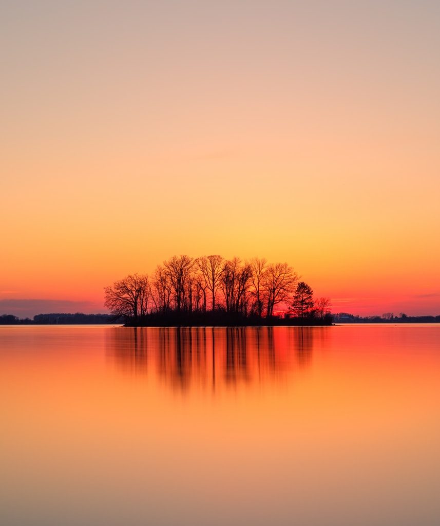 silhouette of trees near body of water during sunset