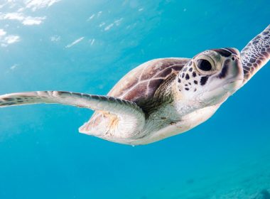 close up photography of brown sea turtle