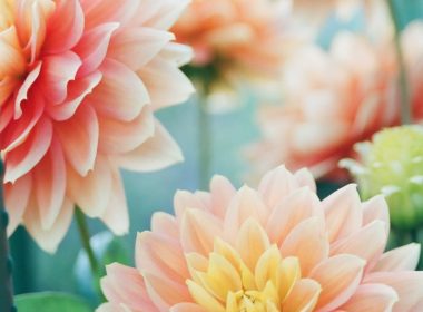 pink dahlia flowers in focus photography
