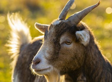 selective focus photography of brown goat during daytime