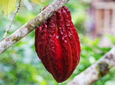 red fruit on tree branch