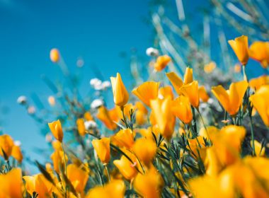 orange petaled flowers