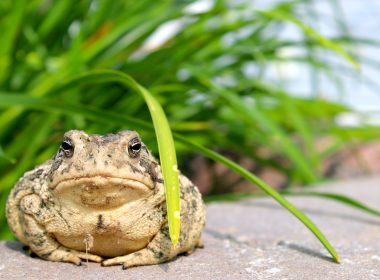brown and black frog on gray concrete surface