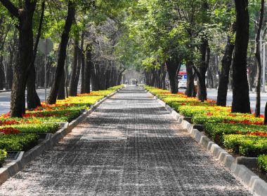 gray concrete pathway between green trees during daytime