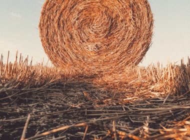 brown grass field under blue sky during daytime