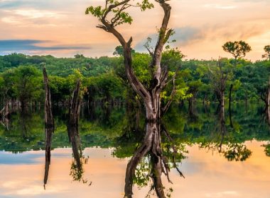 green tree near body of water under white and blue sky
