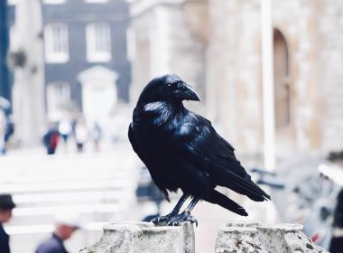black crow on gray stone photo