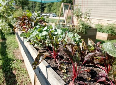 green and red plant on white wooden fence