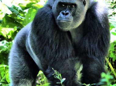 black gorilla under green leaves