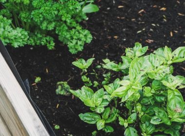 green plant in pot