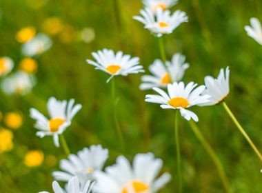 close-up photography of white daisy flowers