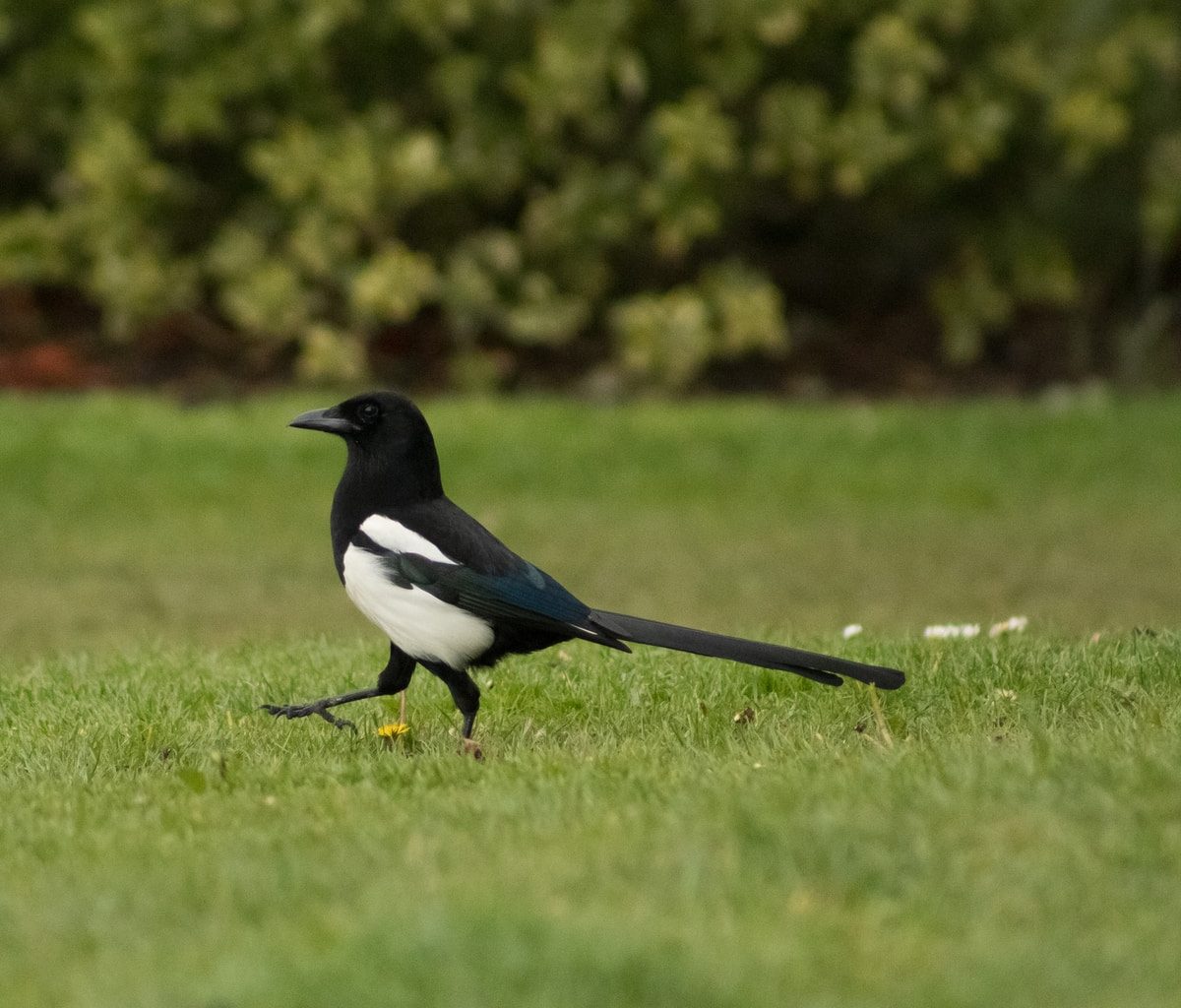 black and white bird on green grass during daytime