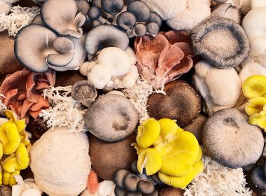 white and brown mushrooms on black and white surface