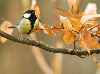 black and white bird on brown tree branch