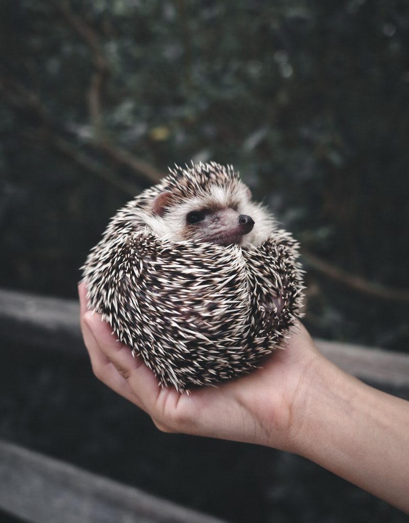 person holding white and black hedgehog