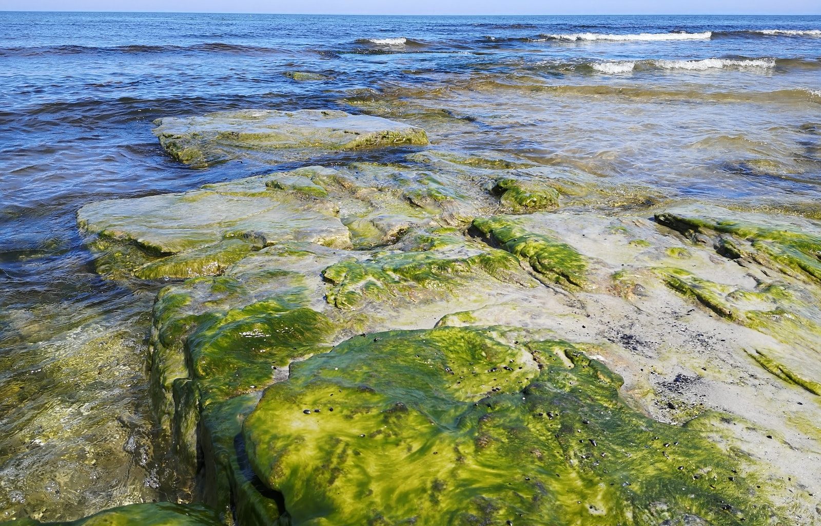 green moss on gray rock near sea during daytime
