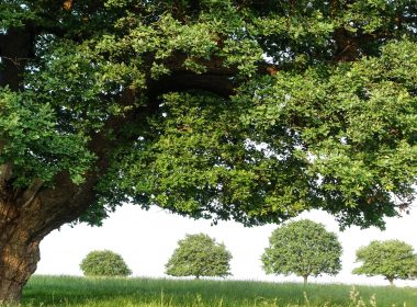 green-leafed trees during daytime