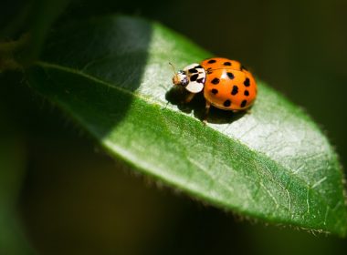 closeup photography of ladybug on leaf