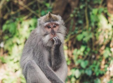 gray monkey under sunny sky