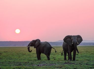 two grey elephants on grass plains during sunset