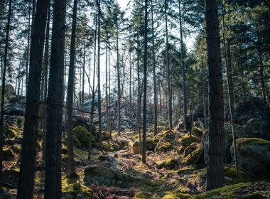 rocks surrounded by trees under clear blue sky
