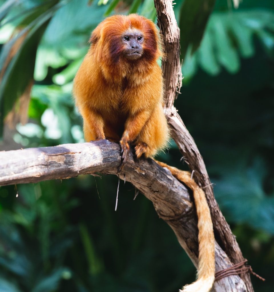 brown furry monkey on branch