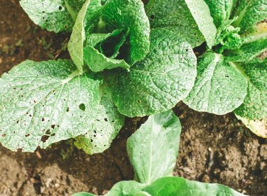 bokchoy plants