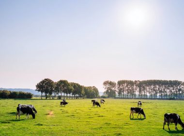 herd of dairy cattles on field