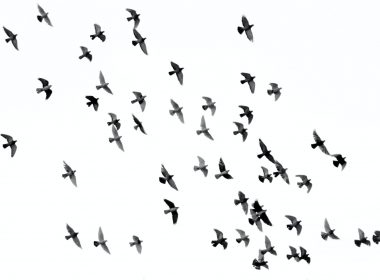 low angle photography of flock of silhouette of bird illustration