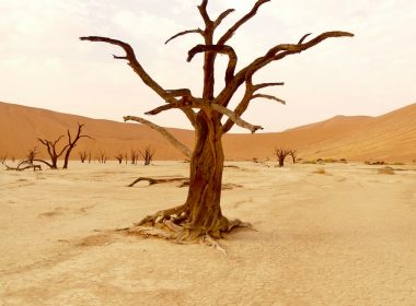 leafless tree on desert during daytime
