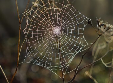 shallow focus photography of spider web