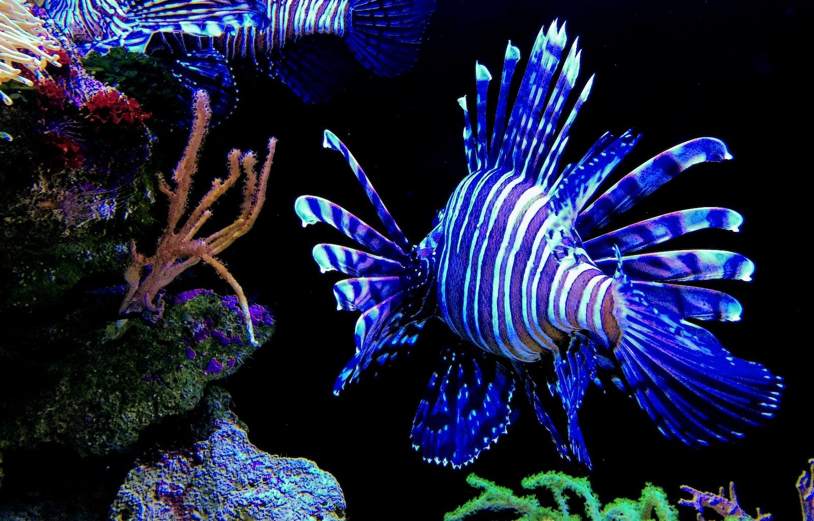 blue and white fish