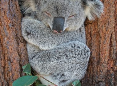 koala bear on brown tree