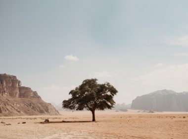green-leafed tree on desert