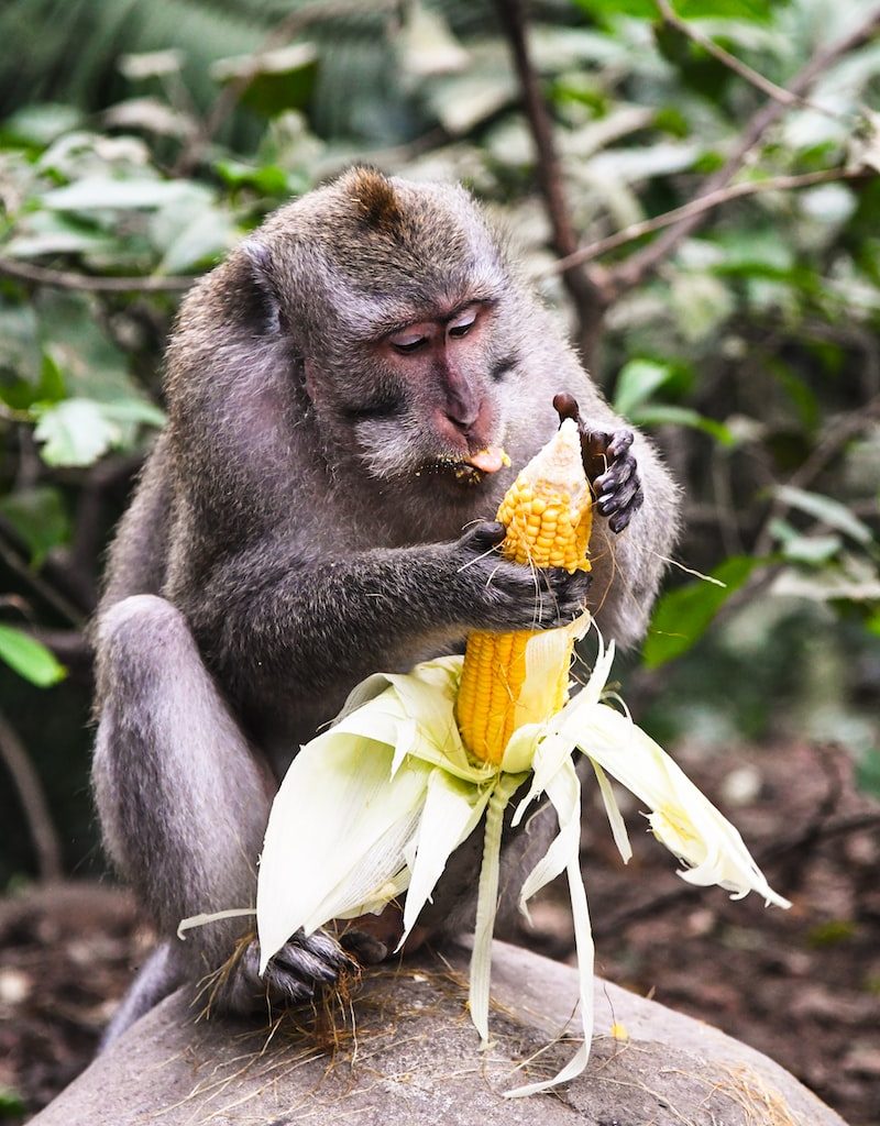 monkey holding corn