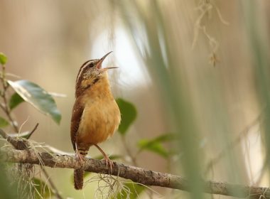 selective focus photography of yellow and brown bird standing on tree branch during daytime