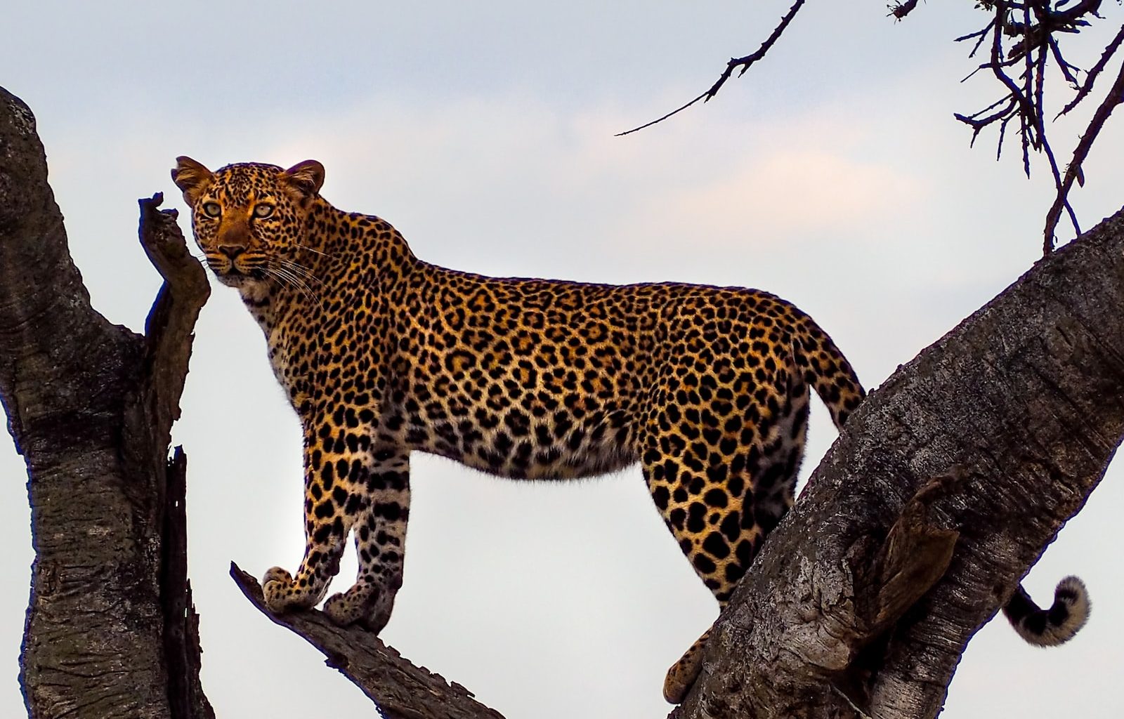 leopard on top of tree during daytime