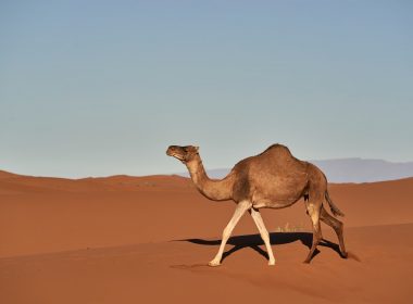 brown camel on brown sand during daytime