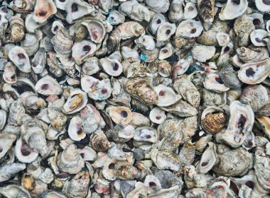 grey and white sea shells